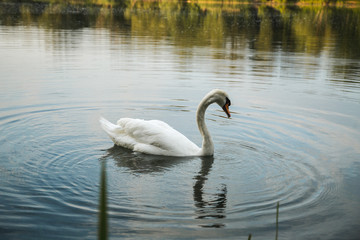 Schwan auf See