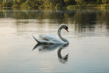 Schwan auf See
