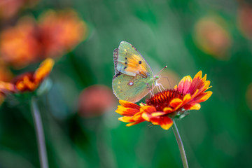butterfly on flower