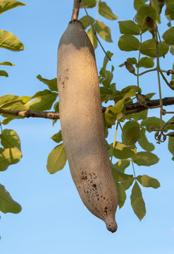 Frucht des Leberwurstbaumes, Kigelia pinnata