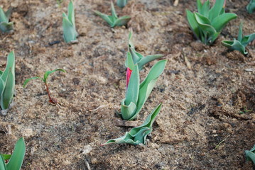 Kaufmanniana tulip Scarlet Baby grow in the flowerbed. Spring time in  Netherlands. 
