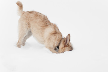 Obraz premium dog running plays winter walks in the park