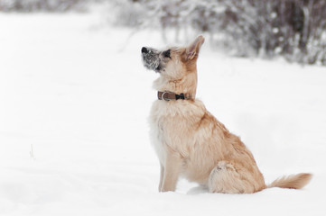 dog sitting plays winter walks in the park