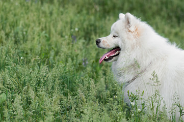 happy Siberian samoyed husky in park on summer grass