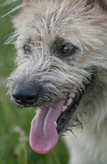 portrait happy white dog smiling in park on grass summer