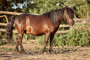 Fototapeta premium Tethered brown pony standing in the paddock.