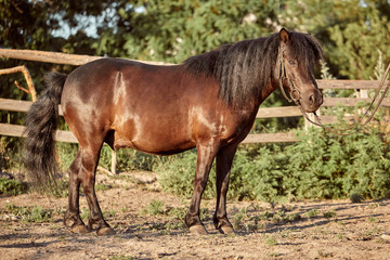 Naklejka na ściany i meble Tethered brown pony standing in the paddock.