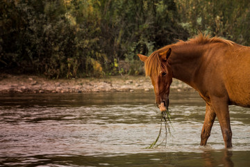 Wild Horse Feeds in River