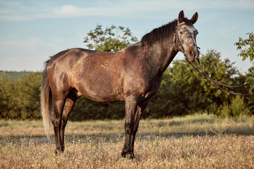 Obraz na płótnie Canvas Portrait of bay horse in summer on the field