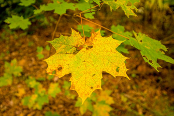 maple leaf in autumnal colors