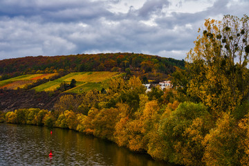 Vineyard with yellow leaves in autumn, lower franconia, bavaria