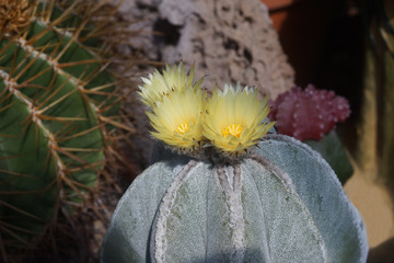 Cactus fiorito Astrophytum myriostigma
