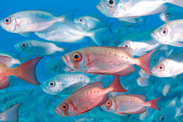 Obraz na płótnie Canvas School of silver and red fish