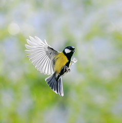 Naklejka premium naturalny portret mała piękna sikora leci w słonecznym wiosennym ogrodzie, potrząsając szeroko skrzydłami i piórami