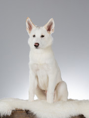 White and big shepherd dog in a studio.