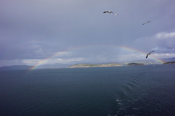 Fototapeta premium seagull flying over the sea