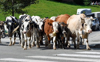 viehscheid 2018 in riezlern, kleinwalsertal