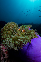 Sea Anemone and fish family in underwater scene