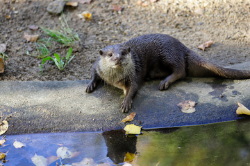 Portrait of pigmy adult eurasian otter (Lutra lutra)