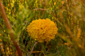 yellow flower in front of green grass in autumn