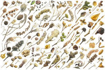 Autumn set of 102 wildflowers, plants, nuts and seeds, with an animal skull, moth wings and withering leaves, photographed in nature and isolated on absolute white, comes with clipping paths
