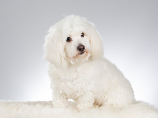 Coton de Tulear dog portrait. Image taken in a studio with white background.