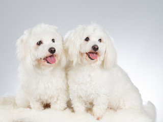 Coton de Tulear dog portrait. Image taken in a studio with white background.