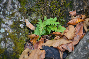 Green plant in the garden close up