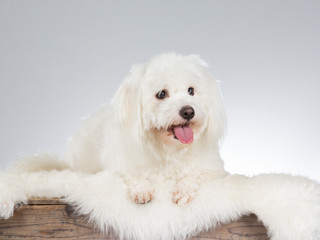 Coton de Tulear dog portrait. Image taken in a studio with white background.
