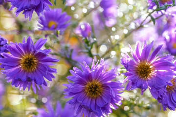 Fototapeta na wymiar Autumn garden. Perennial garden asters of violet color. Morning dew drops. Aster amellus, the European Michaelmas-daisy.