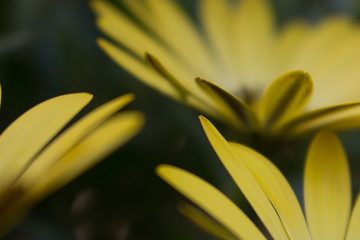 Obraz premium Soft Yellow Petals