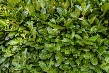 grüne Wand aus Kirschlorbeerblättern