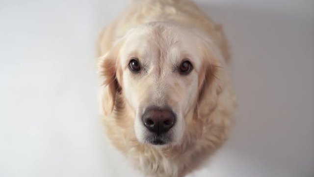 Funny Slow-motion Video - Dog Golden Retriever Catches Food At Home. Slow Motion, High Speed Camera