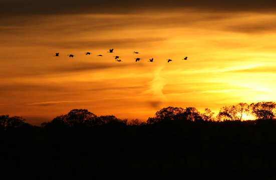Abendstimmung mit Kranichen im Nationalpark Unteres Odertal