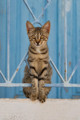 Kitten sitting on a wall with a wrought iron fence, Aegean island, Greece