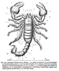 An engraved illustration of map of Scorpion from a vintage book Encyclopaedia Britannica by A. and C. Black, vol. 2, of 1875, Edinburgh