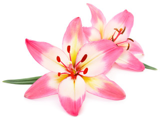 Obraz na płótnie Canvas Pink lily flower.