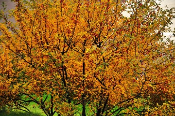 Red berries on a yellow autumn tree. Russian nature.