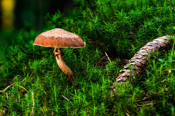 A brown mushroom on a green moody forest floor with a nice bokeh