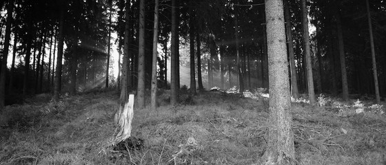 Forest in Schwarzwassetal in german Ore mountains on 20th october 2018