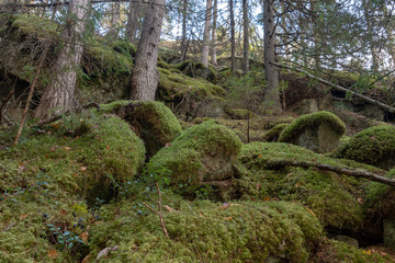 Stones with green moss and pine trees in a uphill in the forest
