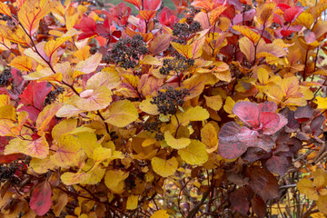 Bush with a lot of autumn colored leafs,