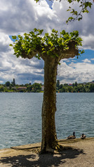 Fototapeta na wymiar Smartphone HD wallpaper of beautiful view on the mainau island - Bodensee - Bavaria - Germany