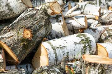 pile of birch logs