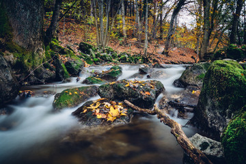 Langzeitbelichtung mit kleinem Bach im Wald im Herbst