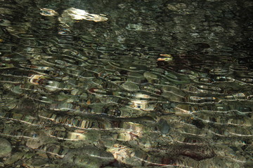 shoal of fish