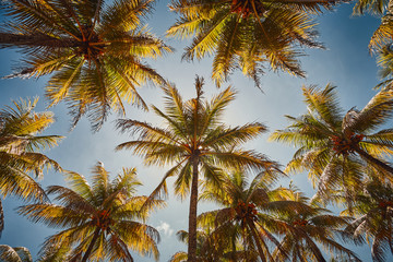 Fototapeta na wymiar Blue sky and palm trees view from below, vintage style, summer panoramic background
