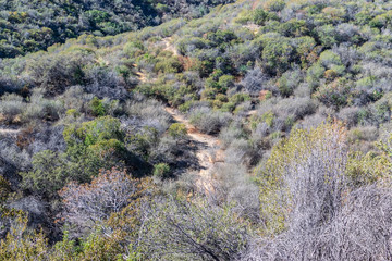 Dirt hiking trail on forest floor in fall sunlight with colors along the hillsides