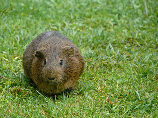 Guinea pig in the grass