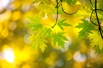 Autumn forest on sunny day